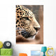Leopard Wall Mural