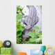 Alligator Closeup in Wild Wall Mural