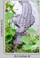Alligator Closeup in Wild Wall Mural