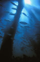Fish Passing Through Wall Mural