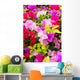 Colorful Bougainvillea Flower Wall Mural