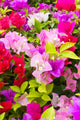 Colorful Bougainvillea Flower Wall Mural