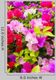 Colorful Bougainvillea Flower Wall Mural