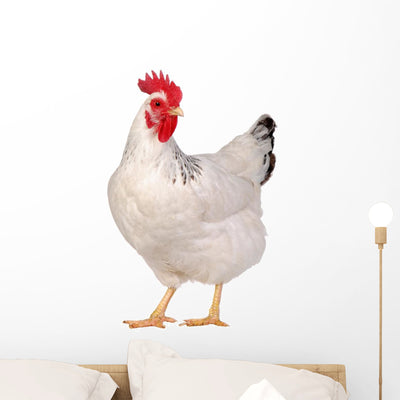 Chicken White Wall Decal shown on a wall
