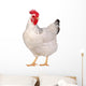 Chicken isolated on white. Wall Decal