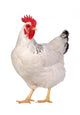 Chicken isolated on white. Wall Decal