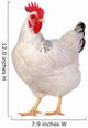 Chicken isolated on white. Wall Decal