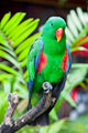 Great-billed Parrot Nature Surrounding