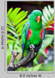 Great-billed Parrot Nature Surrounding