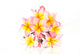 Frangipani Plumeria Flowers Wall Decal