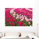 Field Tulips Wall Mural