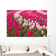 Field Tulips Wall Mural