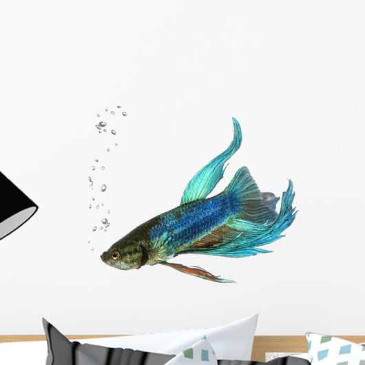 Siamese fighting fish Wall Decal