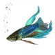 Siamese fighting fish Wall Decal