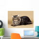Maine Coon Brown Wall Mural