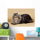 Maine Coon Brown Wall Mural