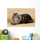 Maine Coon Brown Wall Mural