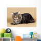 Maine Coon Brown Wall Mural