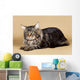 Maine Coon Brown Wall Mural