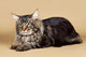 Maine Coon Brown Wall Mural