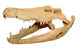 Alligator skull Wall Decal