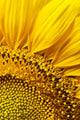 Sunflower Wall Mural