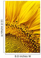 Sunflower Wall Mural