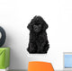 Black Toy Poodle Puppy