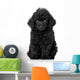 Black Toy Poodle Puppy