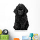 Black Toy Poodle Puppy