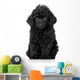 Black Toy Poodle Puppy