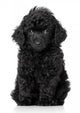Black Toy Poodle Puppy