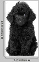 Black Toy Poodle Puppy