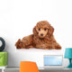 Red Toy Poodle Puppy