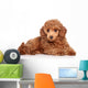 Red Toy Poodle Puppy