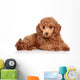 Red Toy Poodle Puppy
