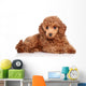 Red Toy Poodle Puppy