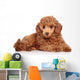 Red Toy Poodle Puppy
