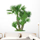 Palm Chamaerops Humilis