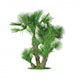 Palm Chamaerops Humilis