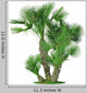 Palm Chamaerops Humilis