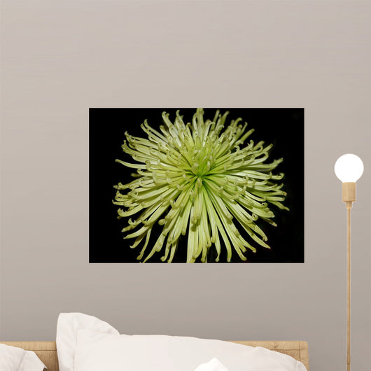 Chrysanthemum Wall Mural