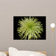 Chrysanthemum Wall Mural