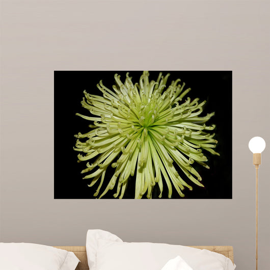 Chrysanthemum Wall Mural