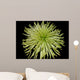 Chrysanthemum Wall Mural