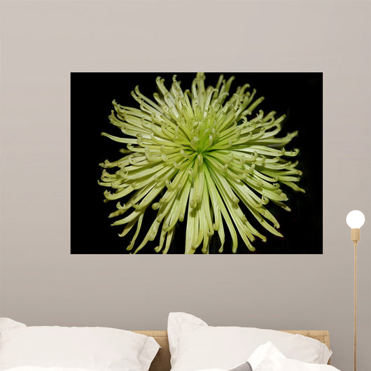 Chrysanthemum Wall Mural