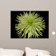 Chrysanthemum Wall Mural