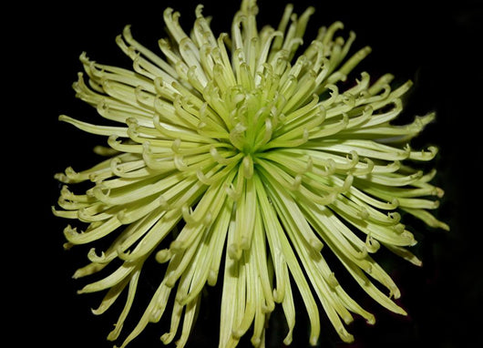 Chrysanthemum Wall Mural