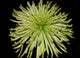 Chrysanthemum Wall Mural