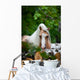 Welsh Pony Forest